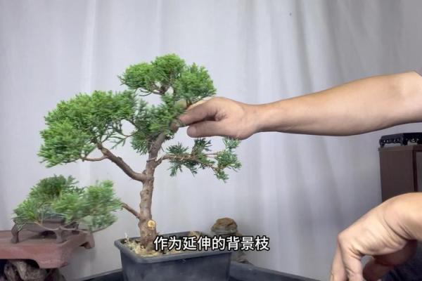 取名园艺 园艺造型师取名大全，园林造型师