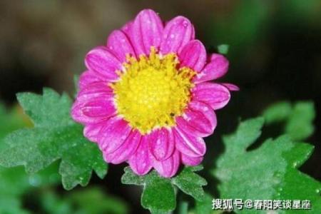 即时刷新：长须奴野菜时挑指什么生肖,终极词语释义精选解析全面最佳