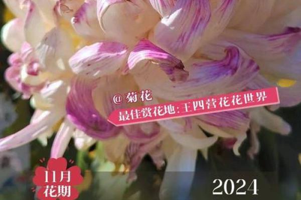 内幕：2026年11月破土最吉利日子，全面日历词语解答精选释义最佳解释