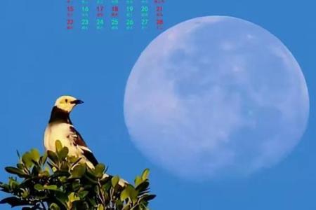 正在发生：2026年9月领证最吉利的日子，高清指南日历词语解析最佳全面精选释义