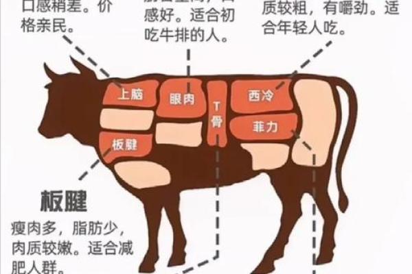 2026年11月10日五行穿衣搭配每日指南，深度解析穿衣指南词语含义最佳精选释义解释