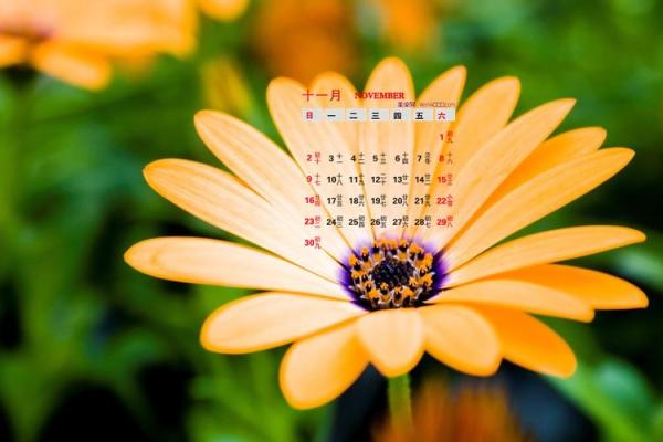最新刷新全记录：11月份生孩子吉日 11月剖腹产黄道吉日查询，日历精彩解析最不错的全面精选解释