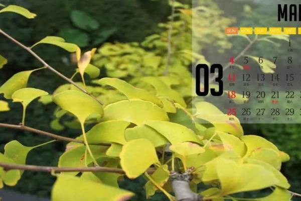 本月上坟最吉利的一天，灵动日历词语解读精选最佳全面解析